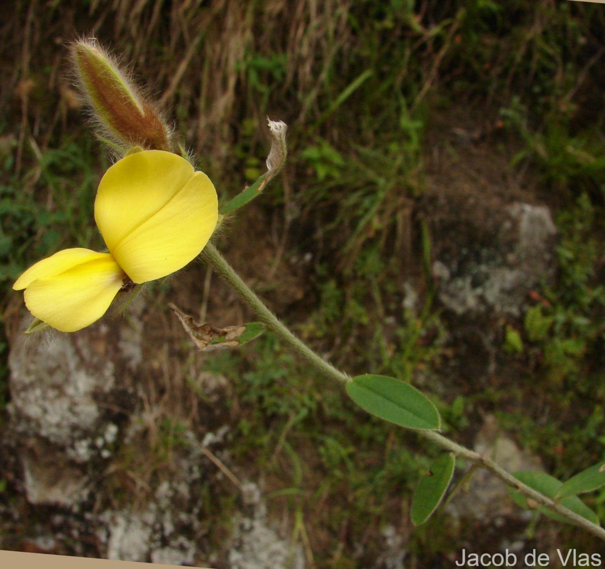 Crotalaria calycina Schrank